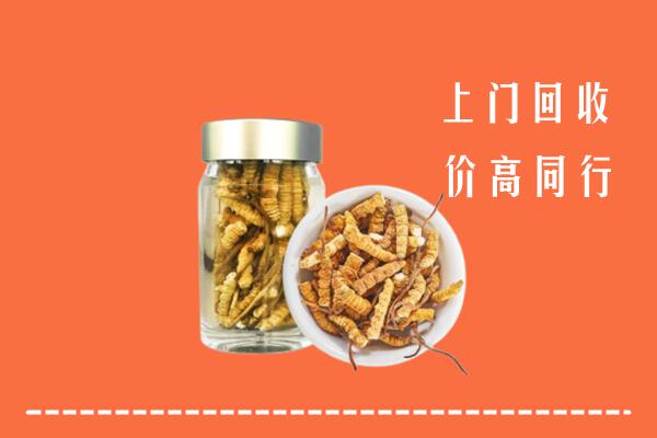 精河县回收冬虫夏草
